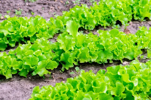 Laitue Verte Biologique Culture Légumes Salades Concept Saine Alimentation Agriculture — Photo