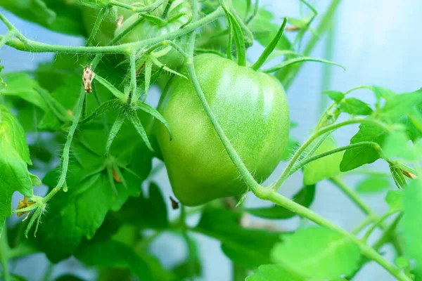 Tomatenplant Groeit Verse Tros Natuurlijke Tomaten Een Tak Biologische Moestuin — Stockfoto