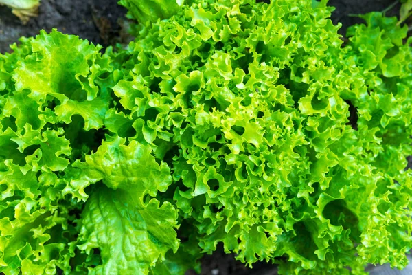 Sla Bladeren Tuinbedden Het Groenteveld Tuinieren Groene Salade Planten Volle — Stockfoto