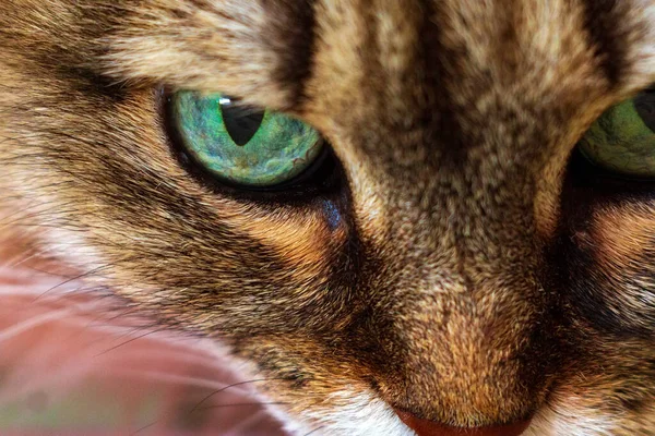 Yeşil Gözlü Kedi Portresi Seçici Odaklı Makro Resim — Stok fotoğraf