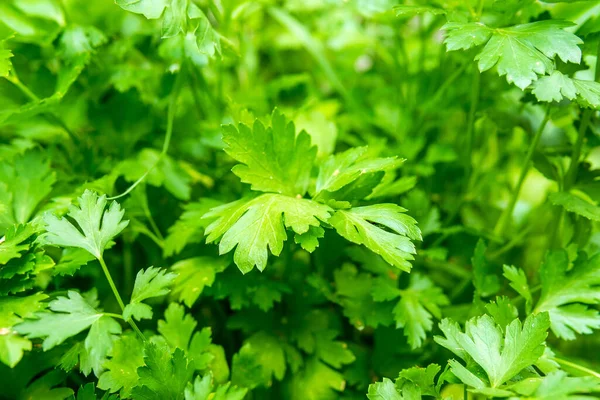 Pianta Coriandolo Verde Fresco Noto Anche Come Coriandolo Prezzemolo Cinese — Foto Stock