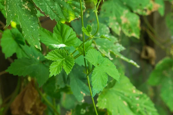 Poison Ivy Leaves Make Easy Identification Plant Avoid Allergic Reactions — Stock Photo, Image