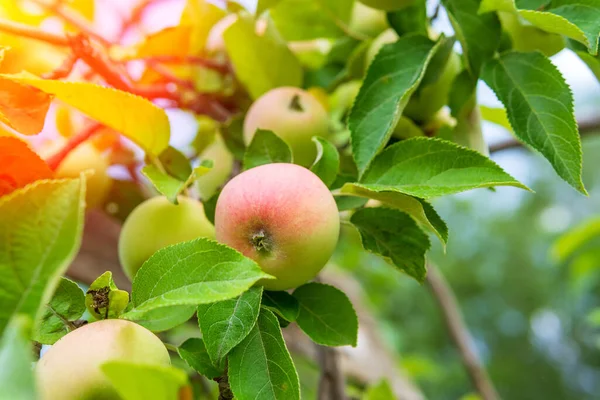 Zbiór Jabłek Ogrodowych Gałęzi Słoneczny Dzień Zamknij Drzwi Zbiory Dojrzałe — Zdjęcie stockowe