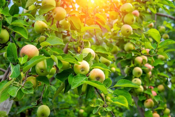 crop of garden apples on a branch on a Sunny day. Close up. the harvest is ripe and organic fruits