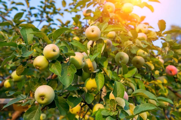 Green Apples Tree Branches Garden Harvesting Organic Fruit — Stock Photo, Image