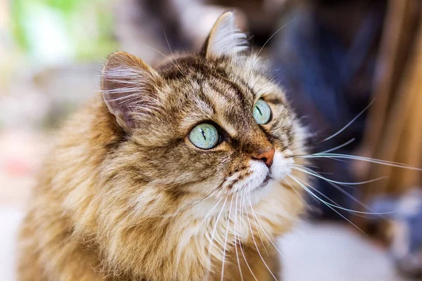 Cara Gato Perto Gato Está Vigiar Presa Cabelo Gato Bokeh — Fotografia de Stock