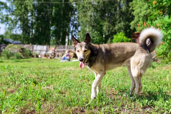 Bastaard Hond Met Open Mond Met Roze Tong Zomer Dag — Stockfoto
