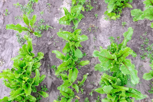 Bit Dalam Kondisi Alami Beta Vulgaris Taman Lapangan Pertanian Sayuran — Stok Foto