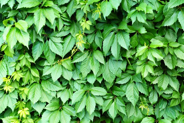 Fundo Verde Das Plantas Plantas Uvas Selvagens — Fotografia de Stock