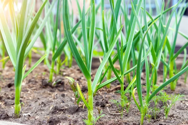 Pousses Ail Poussent Sur Lit Printemps Dans Jardin Cultiver Des — Photo