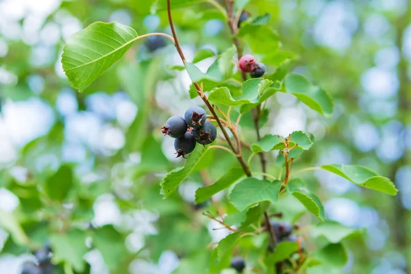 Спелые Фиолетовые Ягоды Amelanchier Canadensis Serviceberry Shadberry Juneberry Дерева Зеленом — стоковое фото