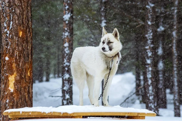 white dog Laika in winter on a chain in a heavy snowfall. Siberia taiga