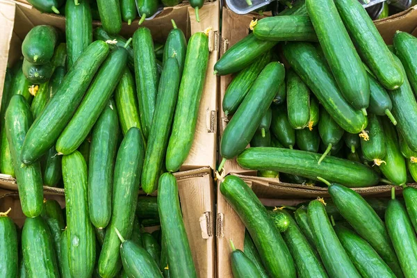Market Green Long Cucumber Background Close Bio Food Health Food — Stock Photo, Image