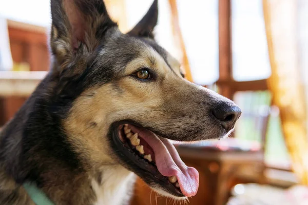 Bastaard Hond Met Open Mond Met Roze Tong Zomer Dag — Stockfoto