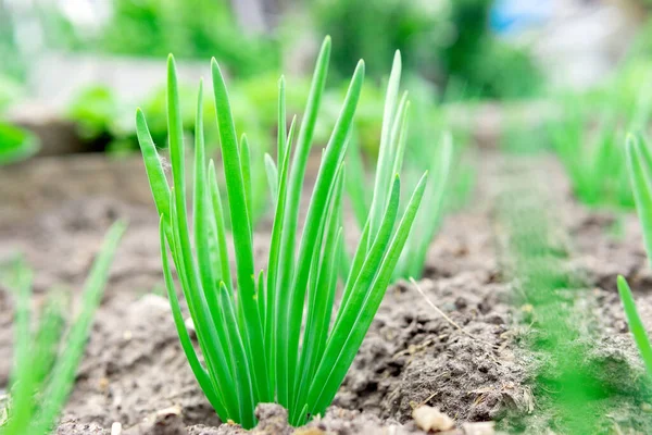 Лук Крупным Планом Зеленый Лук Растущий Ложе Почве Выращивание Овощей — стоковое фото