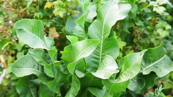 Listy křenu Armoracia rusticana cultured plant popular in Russia leaves and roots are used in cooking and medicine. — Stock video