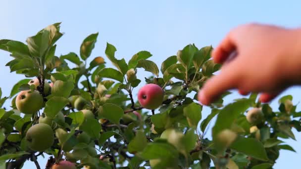 Farmer harvests apples in the garden. Healthy food, organic fruit. selective focus — Stock Video