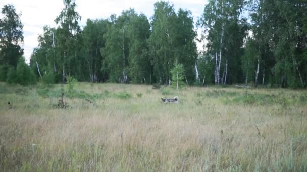 Hund springer genom ett skogsområde på kvällen. gå med ditt husdjur. selektivt fokus. — Stockvideo