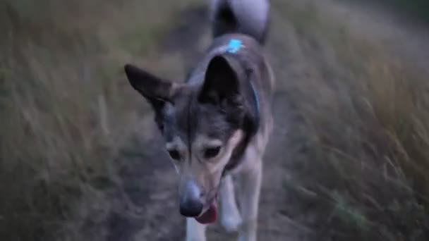 Pies biegnie wzdłuż drogi wieczorem, ruch kamery. Chodź ze swoim zwierzakiem. ukierunkowanie selektywne. — Wideo stockowe