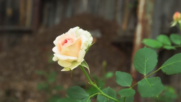 El jardín floreció en primer plano sobre un fondo borroso. La rosa blanca florece en el arbusto en verano. Flor floreciente en el jardín de verano — Vídeos de Stock
