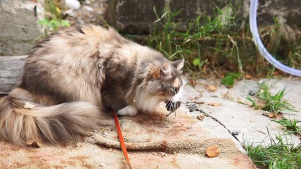 Kucing makan tikus selektif fokus. di latar belakang lingkungan taman alam — Stok Video