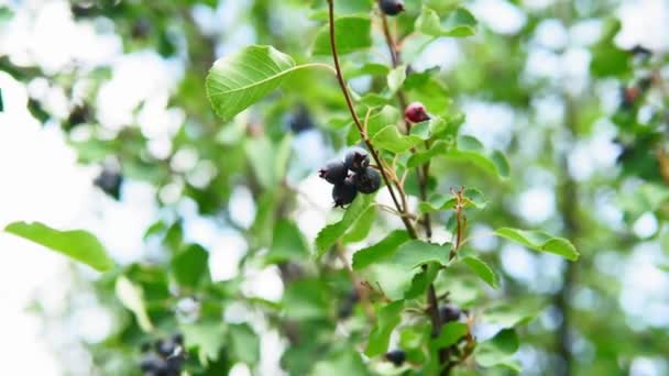 Dwarf Shadbush, Chuckley Armudu, veya Batı Juneberry, Kuzey Amerika 'ya özgü, yenilebilir böğürtlen benzeri meyveli bir çalılıktır. — Stok video