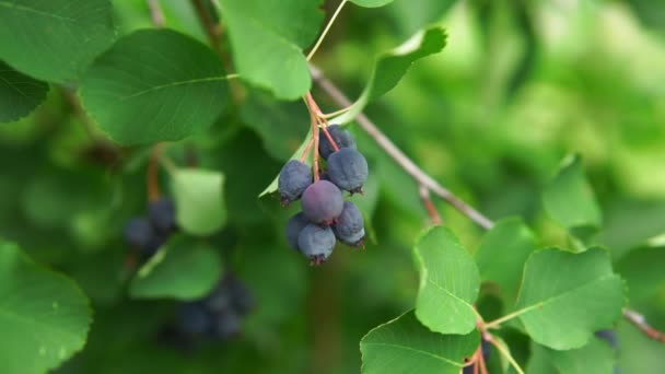 Dekoratív gyümölcs bokrok Saskatoon bogyók inky árnyalat, mint a forrás a tervezés. Csendes-óceáni tölgyfa, nyugati tölgyfa az ágakon — Stock videók