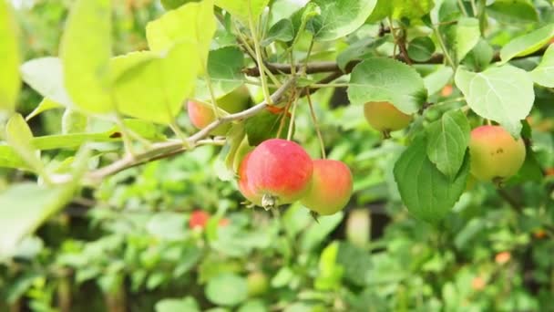Фруктові дерева з врожаєм стиглих червоних яблук літнього сезону. органічний урожай фруктів — стокове відео