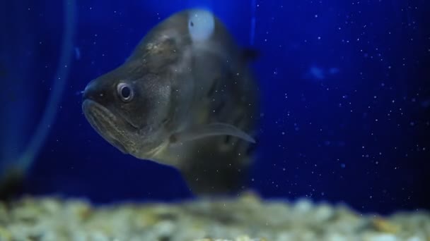 Indiánský nůž Fish Chitala ornata v akváriu. selektivní zaměření — Stock video