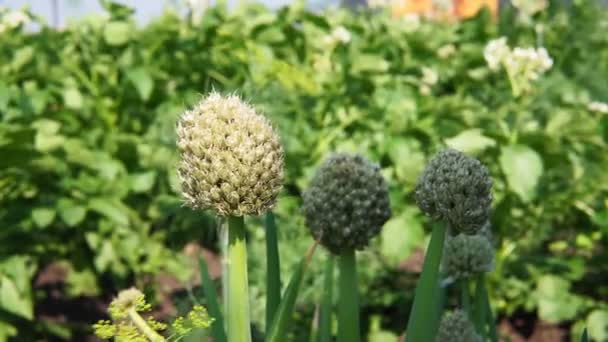 Cultivar cebolas durante o amadurecimento na forma de penas verdes no jardim. exploração biológica — Vídeo de Stock