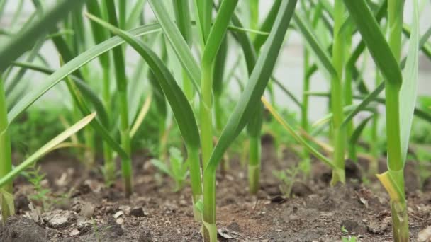 Πράσινο αφήνει σκόρδο γκρο πλαν επιλεκτική εστίαση. καλλιέργεια μπαχαρικών, βιολογικής γεωργίας — Αρχείο Βίντεο