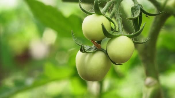 Bouquet de grosses tomates vertes sur un buisson, cultivant des tomates sélectionnées — Video