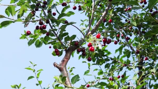 Вишневі вишні висять з гілки вишневого дерева. фрукти, вишневий сад — стокове відео