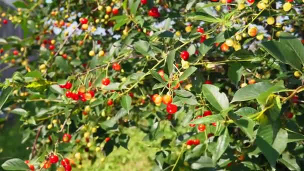 Cerejas penduradas em um galho de cerejeira. frutos, pomar de cereja — Vídeo de Stock