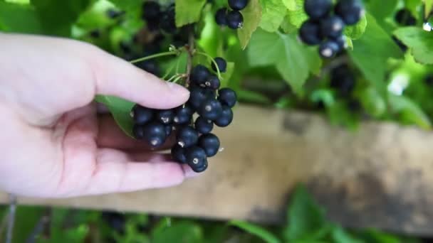 Svarta vinbär på en Bush-gren efter regn i trädgården, svarta vinbär på en gren. Begreppet jordbruksindustri. — Stockvideo