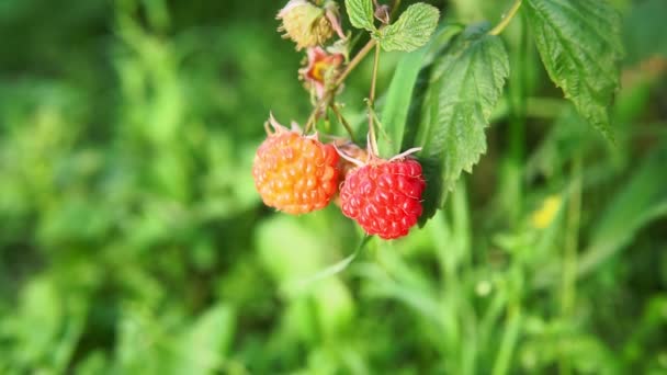 Framboises rouges pendent sur les branches. gros plan — Video