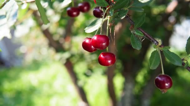 Cereza en el árbol, vitamina C alta y frutas antioxidantes. Orgánica fresca en el árbol. — Vídeos de Stock