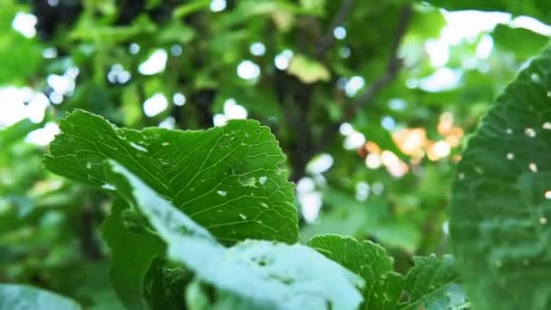 Hojas verdes sobre un fondo de bokeh y luz solar. concepto de naturaleza verde y ecología. borroso bokeh, enfoque selectivo — Vídeo de stock