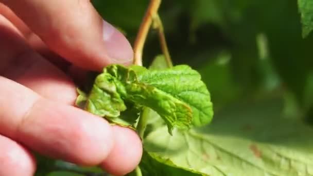 Enfermedades de la planta de grosella negra, pulgones en las hojas — Vídeos de Stock