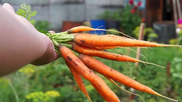 Zanahorias jóvenes frescas en manos de un agricultor. día soleado brillante verduras ecológicas — Vídeos de Stock