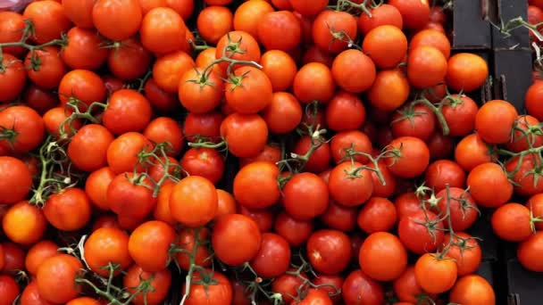 Спелые красные помидоры. органические овощи на полках гипермаркета — стоковое видео
