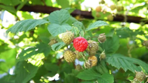 Framboises rouges pendent sur les branches. gros plan sur un fond naturel — Video