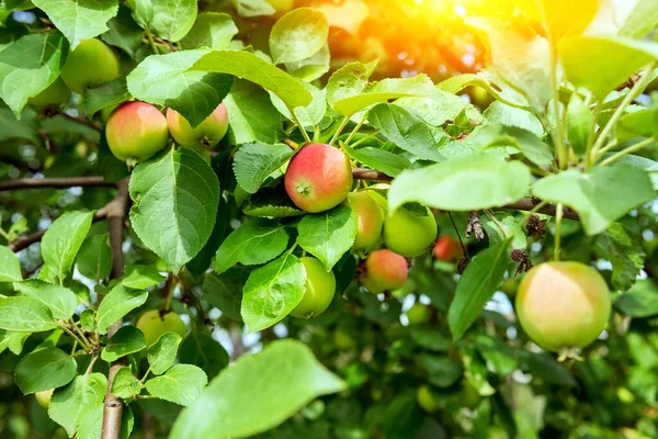 Drzewa Owocowe Dojrzałymi Czerwonymi Jabłkami Sezon Letni Zbiory Owoców Ekologicznych — Zdjęcie stockowe