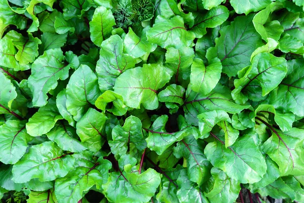 Jardinería Ecológica Acelga Suiza Huerto Enfoque Selectivo —  Fotos de Stock