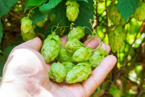 hops in the farmer hand. used for brewing beer. growing hop crop