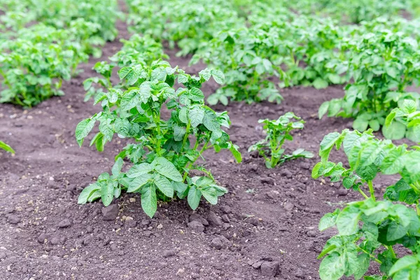감자를 기르고 연달아 감자는 밭에서 자란다 채소를 재배하고 선택적 — 스톡 사진