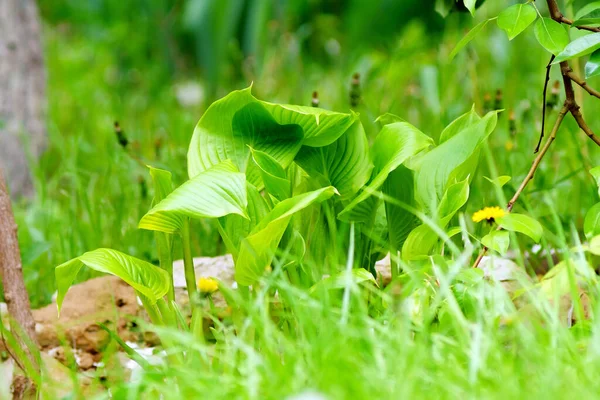 Wirtspflanze Garten Selektiver Fokus Ökologiekonzept Zierpflanze — Stockfoto