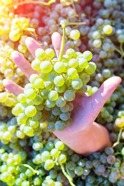 Ernte Der Weißen Trauben Weißweintag Bio Früchte Der Hand Einer — Stockfoto