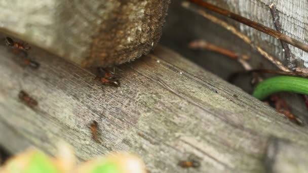Las hormigas rojas construyen un gran hormiguero cerca de un árbol. Las hormigas en el hormiguero en el bosque se acercan. enfoque selectivo — Vídeos de Stock
