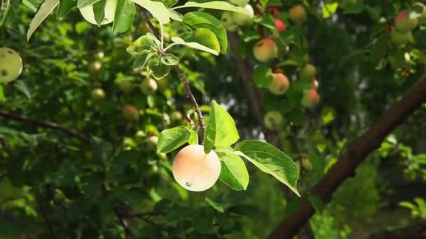 Зеленые, красные яблоки на ветке дерева готовы к уборке. самые зрелые и экологически чистые плоды — стоковое видео